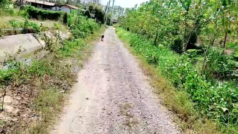 【2021-09-23 13点场】洪湖小肖：欢迎鱼皇回归