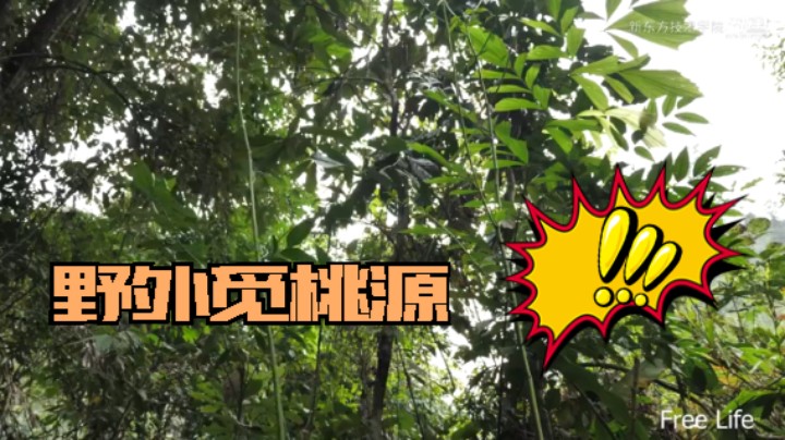 野外觅桃源W16庭院升级8#妹子独自深入荒野隐居，建设世外桃源