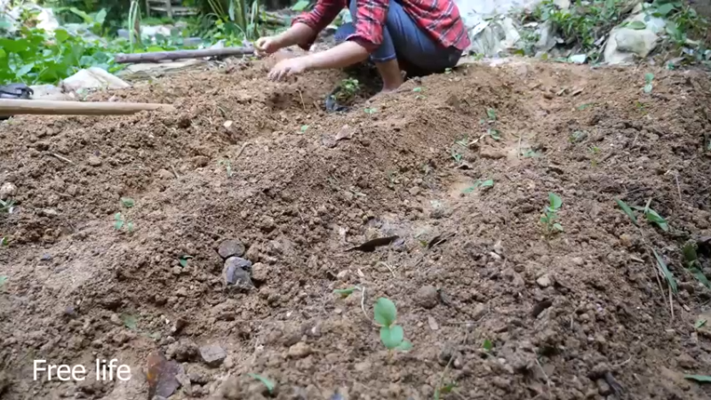 野外觅桃源W30水力锤3#妹子独自深入荒野隐居，建设世外桃源