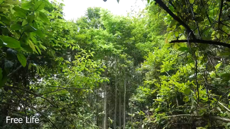 野外觅桃源W34规划菜园子6#妹子独自深入荒野隐居，建设世外桃源