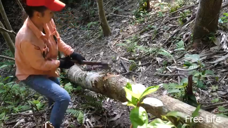 野外觅桃源W33制作宝箱存储箱2#妹子独自深入荒野隐居，建设世外桃源