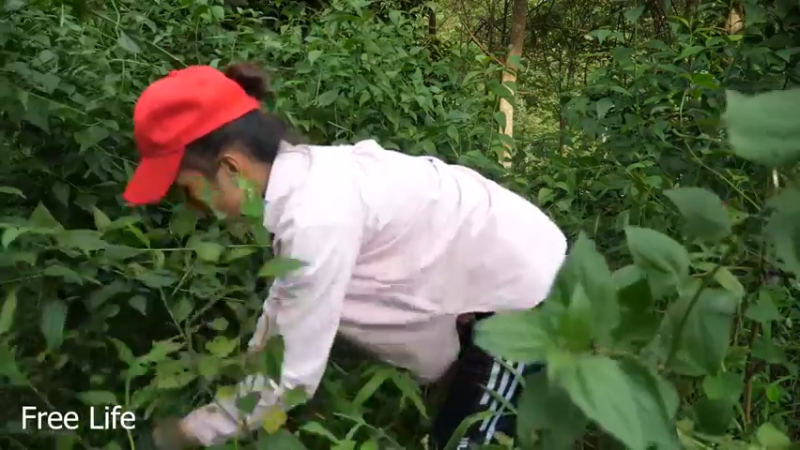 野外觅桃源W34规划菜园子23#妹子独自深入荒野隐居，建设世外桃源