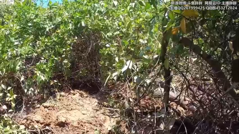 【2021-09-25 03点场】胖胖灬：胖胖OB：LPL 4支队伍出发欧洲！