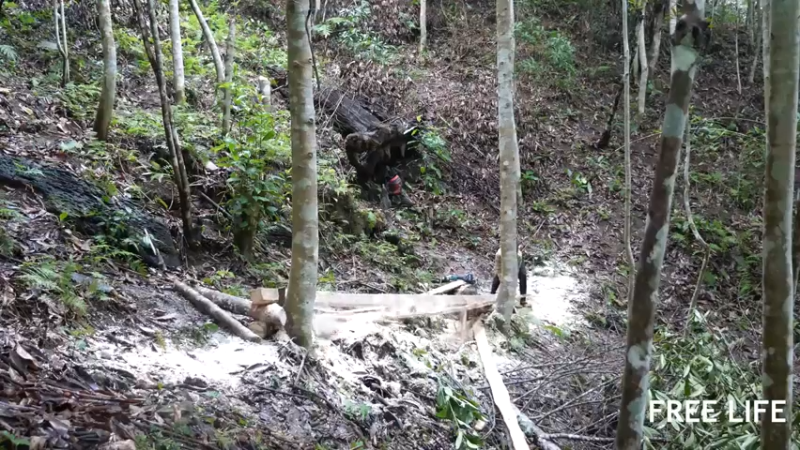 野外觅桃源W35修建传统房子13#妹子独自深入荒野隐居，建设世外桃源
