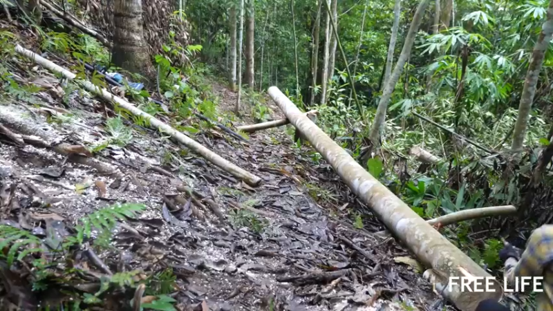 野外觅桃源W35修建传统房子19#妹子独自深入荒野隐居，建设世外桃源