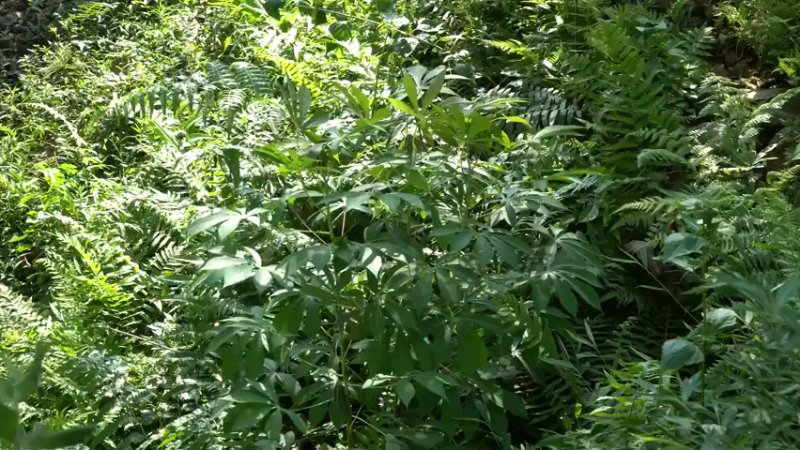 3基地B127装修游泳池(1)山野基地】《如果你一无所有 进入单人我的世界，自由荒野 离网乐园 全手工制作耕种 快乐野外生活》