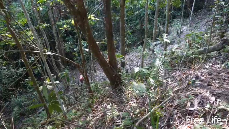 野外觅桃源W33制作宝箱存储箱3#妹子独自深入荒野隐居，建设世外桃源
