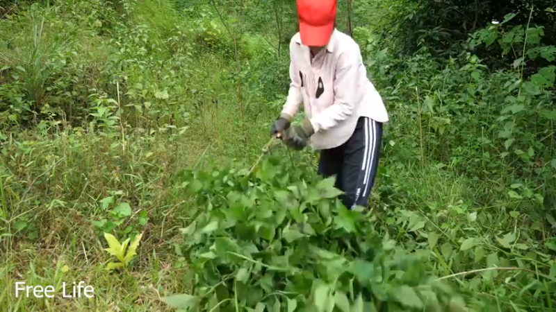 野外觅桃源W34规划菜园子24#妹子独自深入荒野隐居，建设世外桃源