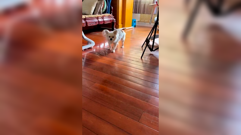 养了18年的狗狗 前一阵脚瘸了心疼