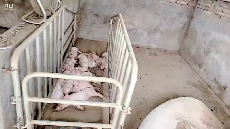 【2021-09-27 15点场】洪湖小肖：新的一天 - 抓鱼！