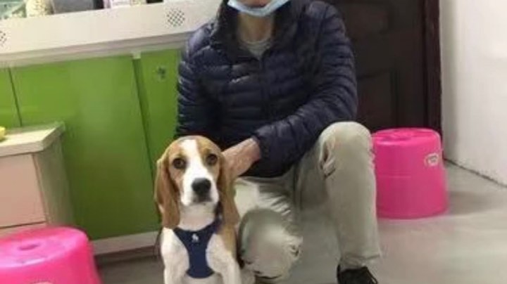 路人年，实况训犬，不剪辑