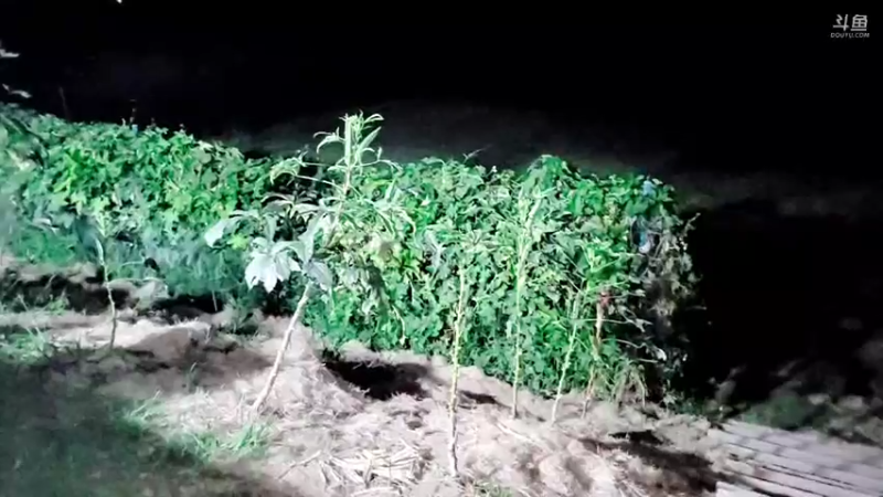 【2021-09-27 19点场】洪湖小肖：新的一天 - 抓鱼！