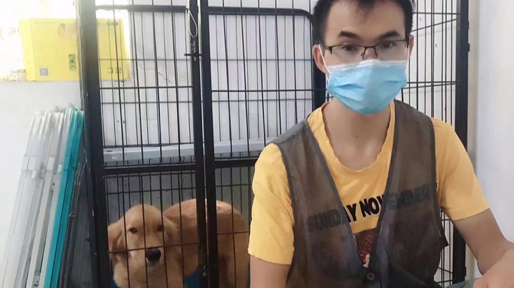 金毛晨晨，入学9.22，实况训犬，大小便，第5天