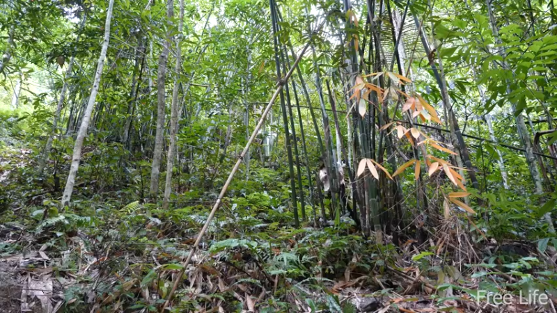 更新1季在小溪变选择活水(5)深入荒野隐居修仙,建设世外桃源投个币吧