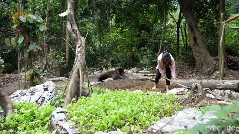 更新1季深山的菜园(3)深入荒野隐居修仙,建设世外桃源投个币吧