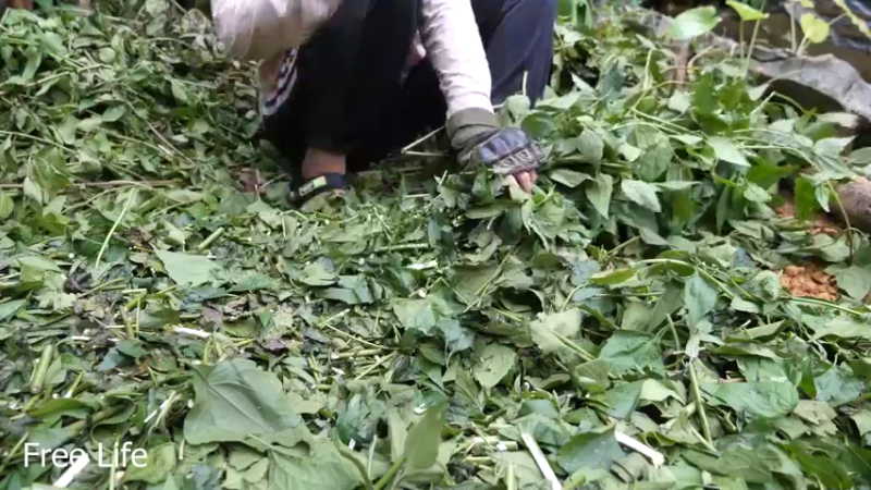 更新重新规划菜园子(30)深入荒野隐居修仙,建设世外桃源投个币吧