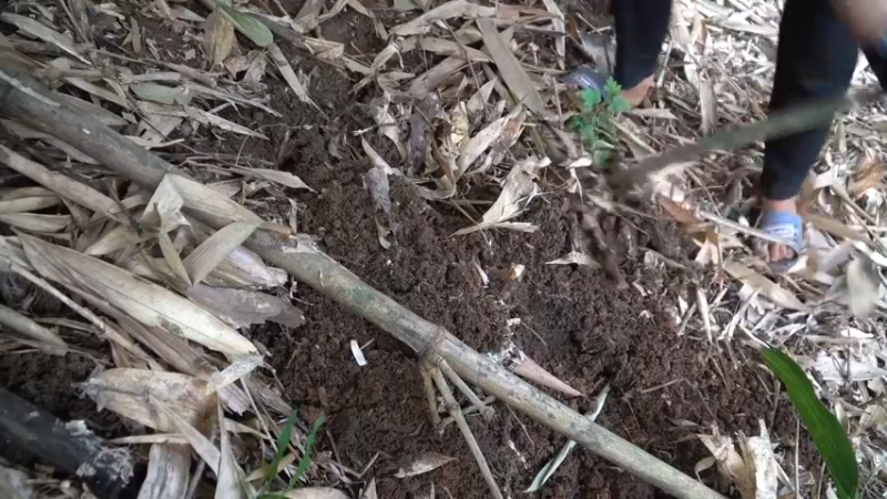 更新1季独自越野远离尘嚣(3)深入荒野隐居修仙,建设世外桃源投个币吧