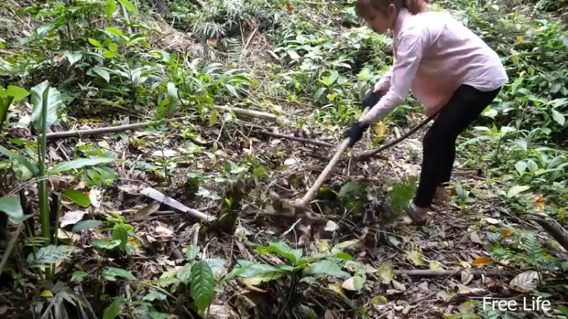 更新树wc(4)深入荒野隐居修仙,建设世外桃源投个币吧