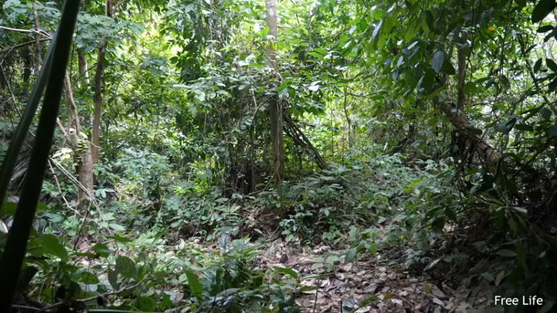 更新捕捉新鲜的鱼 制作传统鱼(9)深入荒野隐居修仙,建设世外桃源投个币吧