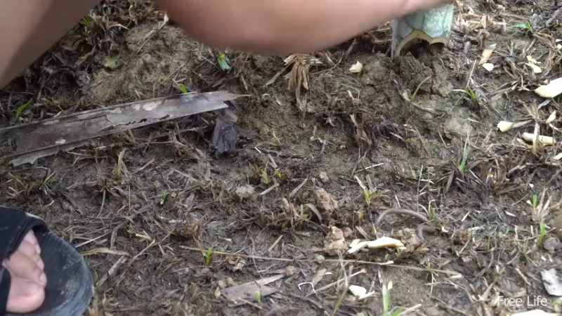 更新独自出庇护所第4天(14)深入荒野隐居修仙,建设世外桃源投个币吧
