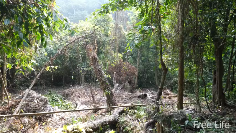 更新1季用山泉淋浴(1)深入荒野隐居修仙,建设世外桃源投个币吧