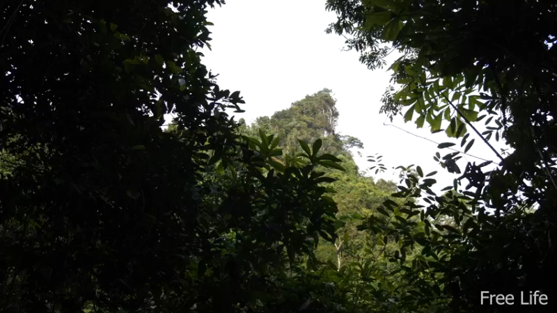 更新1季深山的菜园(1)深入荒野隐居修仙,建设世外桃源投个币吧