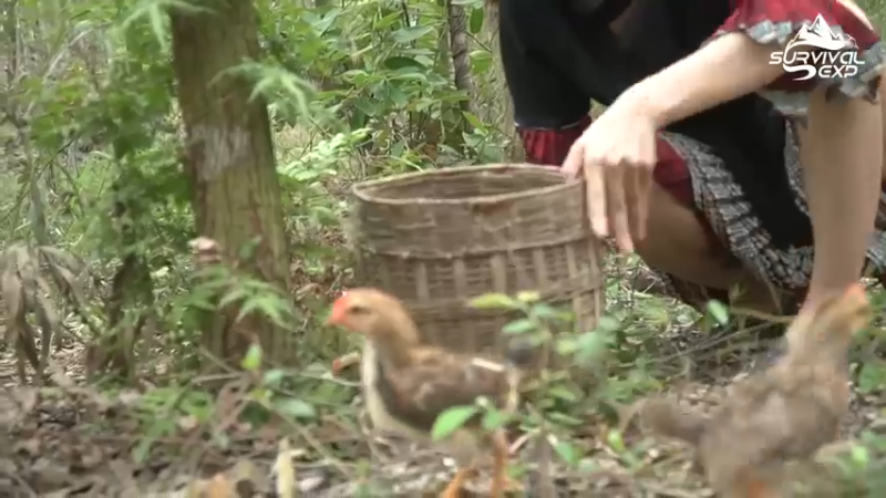 开始养殖了(2)在户外制作小鸡的房子，拜托小手点关注，投币，三连哦