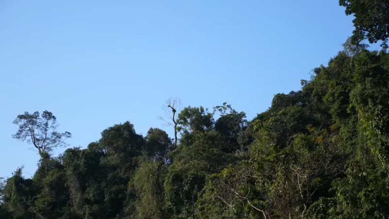 更新 给狗狗搭建狗屋(1)深入荒野隐居修仙,建设世外桃源投个币吧