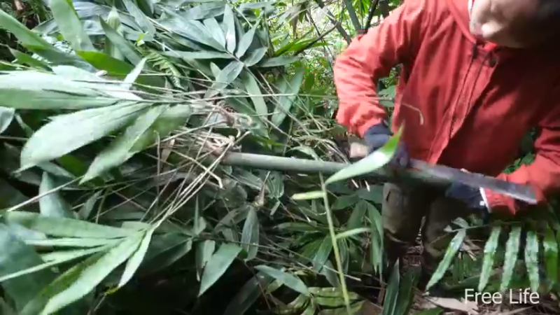 更新在山里度过节日(9)深入荒野隐居修仙,建设世外桃源投个币吧