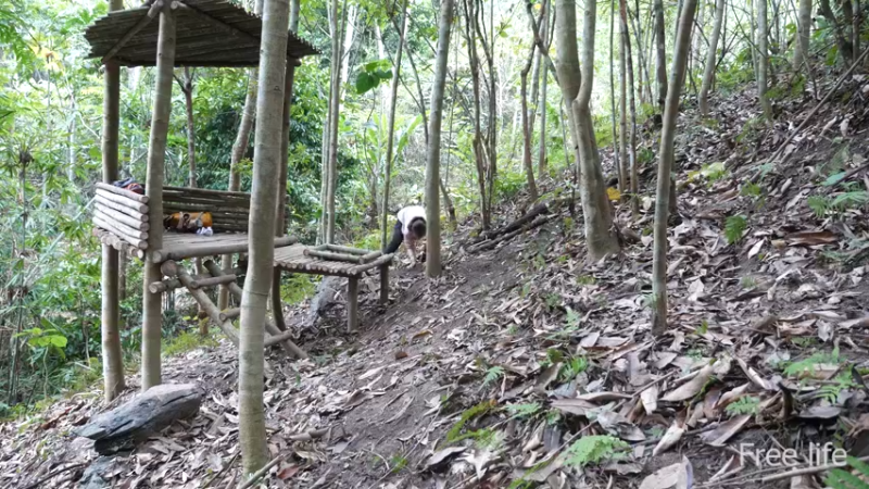 更新树屋(34)深入荒野隐居修仙,建设世外桃源投个币吧