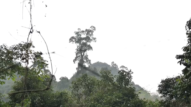 更新升级树屋(1)深入荒野隐居修仙,建设世外桃源投个币吧