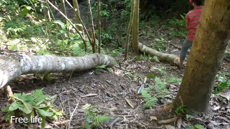 更新 磨面机器(14)深入荒野隐居修仙,建设世外桃源投个币吧