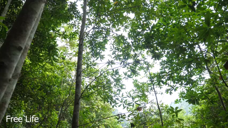 更新重新规划菜园子(3)深入荒野隐居修仙,建设世外桃源投个币吧