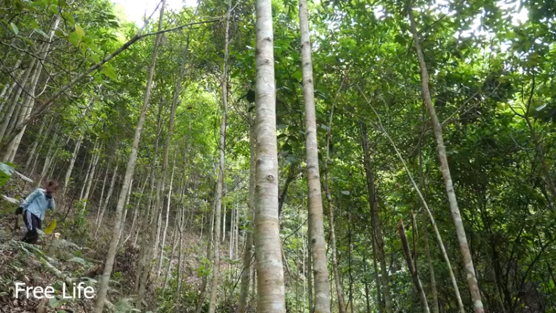 更新重新规划菜园子(4)深入荒野隐居修仙,建设世外桃源投个币吧
