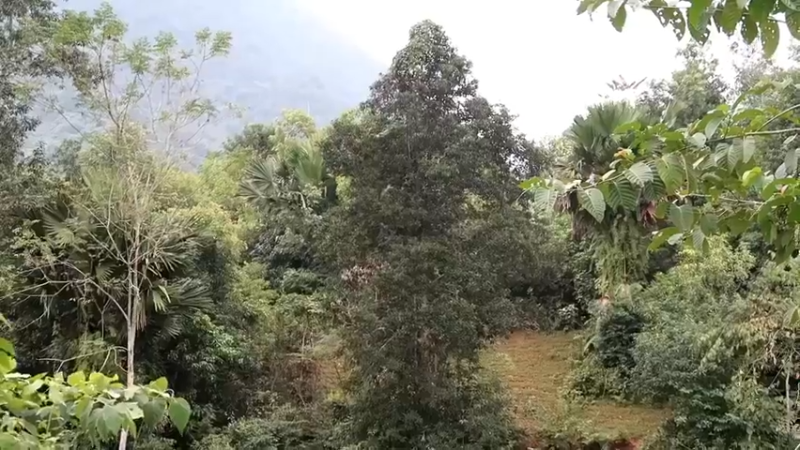 偏远边塞 云南妹子丛林之家(1)更新day11