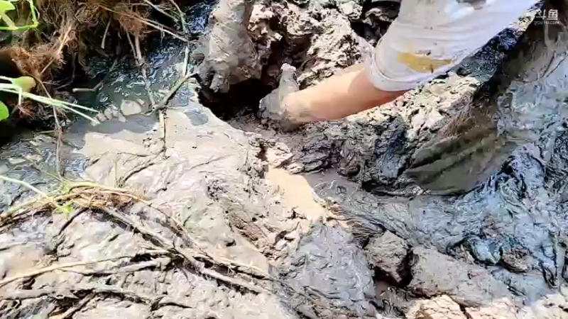 【2021-09-28 13点场】洪湖小肖：巨坑已干搞麻鳝