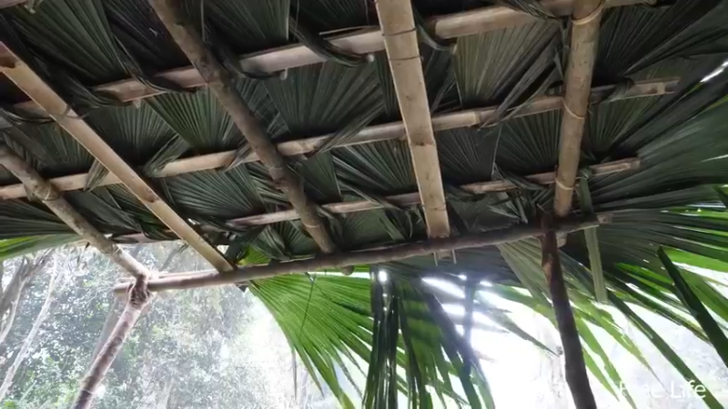 更新树wc(28)深入荒野隐居修仙,建设世外桃源投个币吧