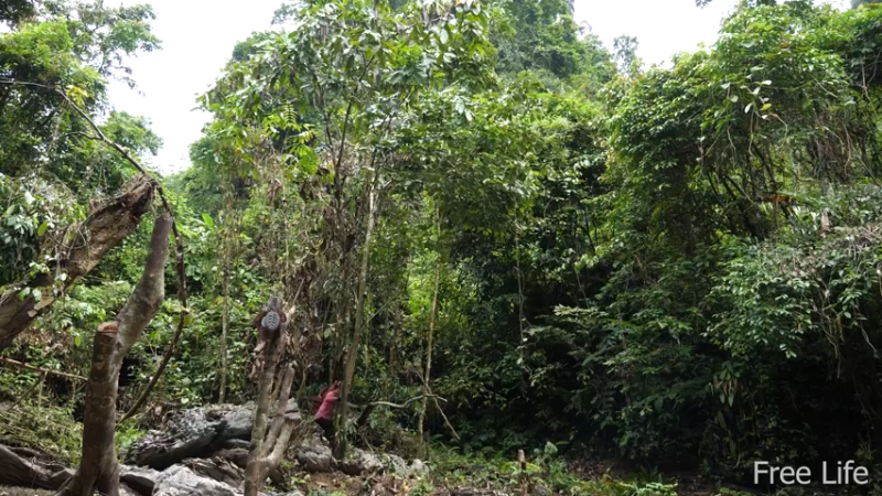 更新1季搭建安居小屋 就是这里吧！(7)深入荒野隐居修仙,建设世外桃源投个币吧