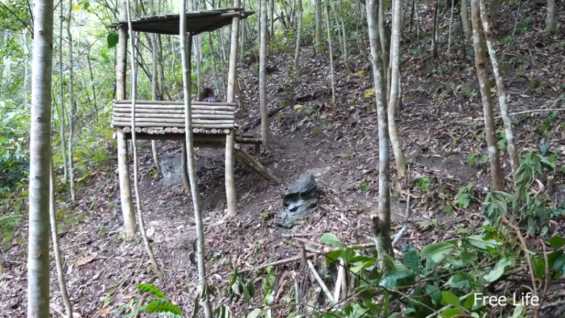 更新树屋(2)深入荒野隐居修仙,建设世外桃源投个币吧