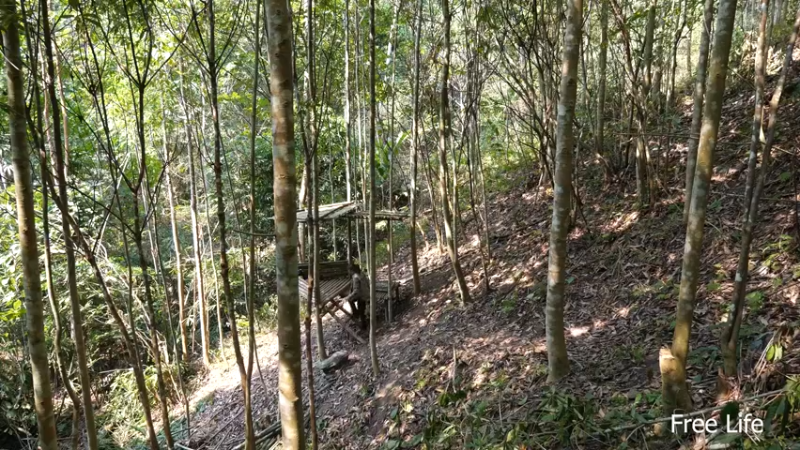 更新树屋(20)深入荒野隐居修仙,建设世外桃源投个币吧