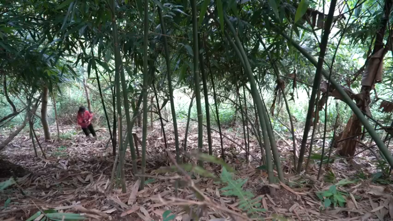 更新1季独自越野远离尘嚣(2)深入荒野隐居修仙,建设世外桃源投个币吧
