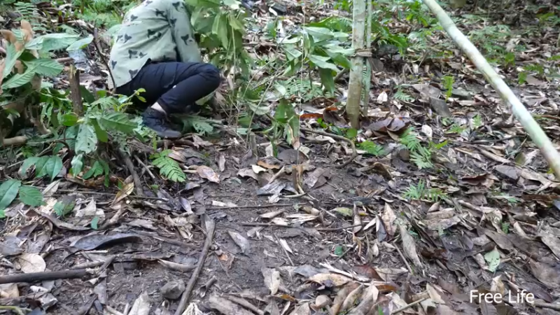 更新树屋(8)深入荒野隐居修仙,建设世外桃源投个币吧