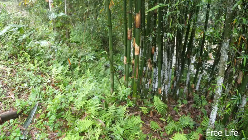 更新扫把(17)深入荒野隐居修仙,建设世外桃源投个币吧