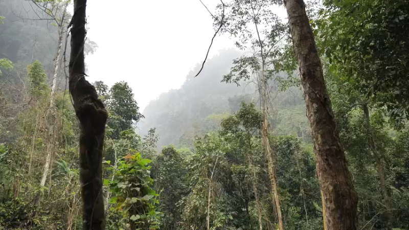 更新树wc(1)深入荒野隐居修仙,建设世外桃源投个币吧