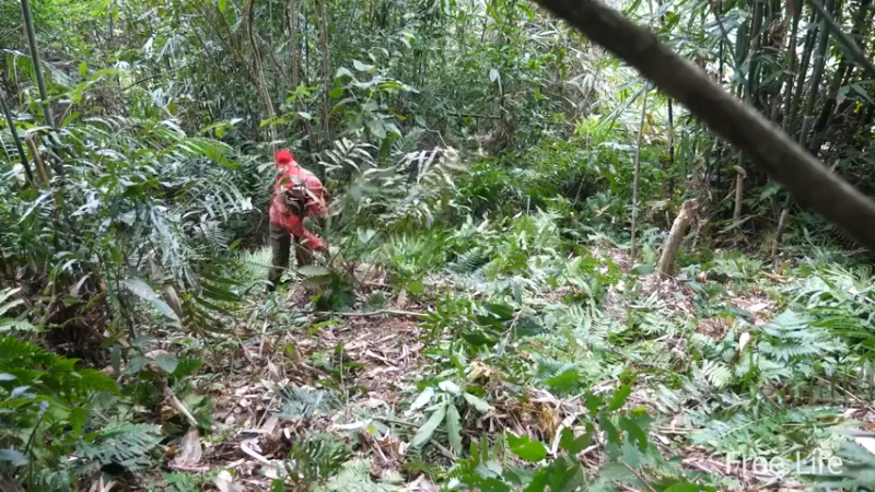 更新在山里度过节日(3)深入荒野隐居修仙,建设世外桃源投个币吧