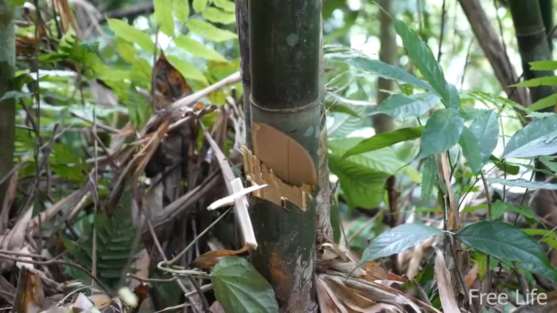 更新1季房间的墙壁和地板(6)深入荒野隐居修仙,建设世外桃源投个币吧