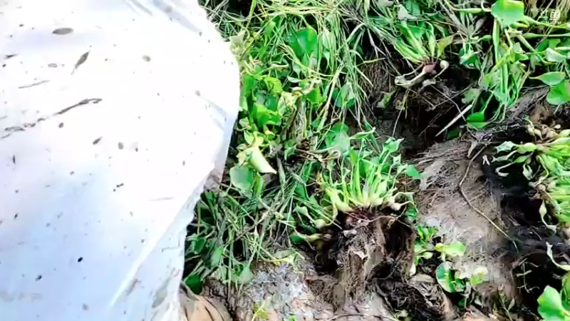 【2021-09-28 15点场】洪湖小肖：巨坑已干搞麻鳝