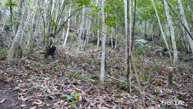 更新树屋(3)深入荒野隐居修仙,建设世外桃源投个币吧