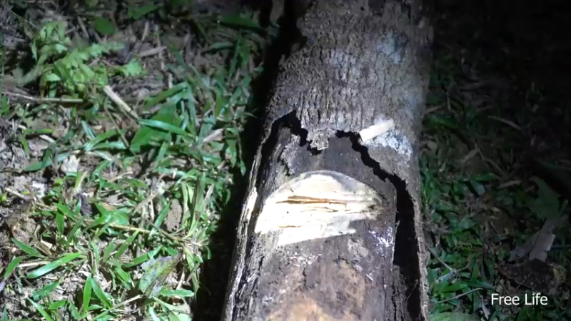 更新独自露营4天(12)深入荒野隐居修仙,建设世外桃源投个币吧
