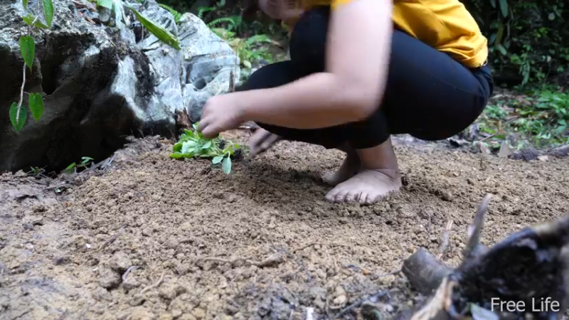 更新1季深山的菜园(7)深入荒野隐居修仙,建设世外桃源投个币吧